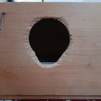 لونه چوبی