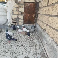 کفتر|پرنده|بم, |دیوار