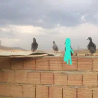 کفتر|پرنده|گرمخان, |دیوار