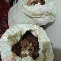 پشم‌گوسفند