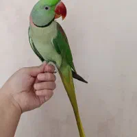 شاه طوطی نر نابغه سخنگو دستی
