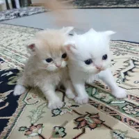گربه بریتیش لانگ هیر