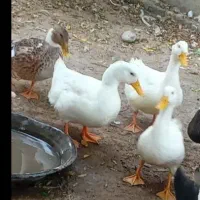 اردک دونه ایی ۷۰۰