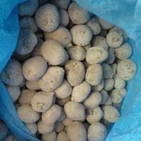 بذر سیب زمینی فونتانه
