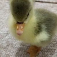 جوجه غاز