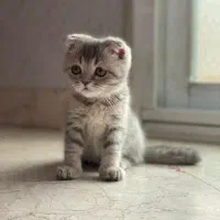 پیشی آرام خانگی زیبا
