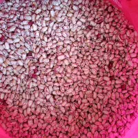 لوبیا چیتی ثمین تازه
