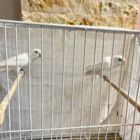 یک جفت کوتوله مولد فیشر سفید