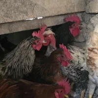 خروس محلی جوان