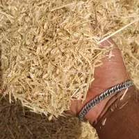 دشت عباس   شوش