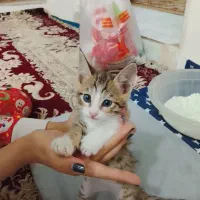 گربه واگذاری رایگان