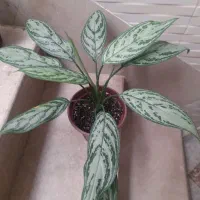 گل آگلونما سبز وبرفی
