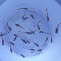 گوپی