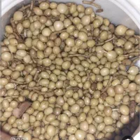 ترشی بنه
