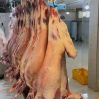 تخفیف ۱۰٪فروش/گوسفند زنده قلمآبی نرینه/مصرفی/ماده