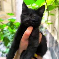 وگذاری رایگان گربه DSH