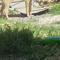 سگ  ژرمن