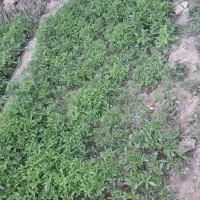نشاء گوجه. گوجه فرنگی. ارگانیک.