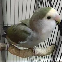 طوطی برزیلی ماده آماده جفت