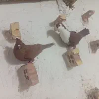 گلی