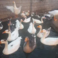 غاز