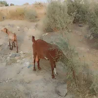 بز پاچن تروشت کتاچ