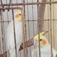 عروس هلندی