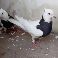 پرنده کفتر