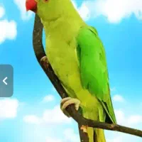 معاوضه باپرنده