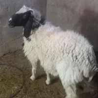 قوچ ارک