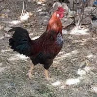 خروس    دورگه لاری