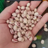 فروش لوبیا چیتی سرحد