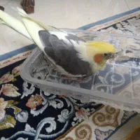 جفت عروس هلندی زیبا رام و سخنگو - گرینچیک و ملنگو