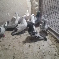 کبوتر رنگی وپلاکی وتهرانی
