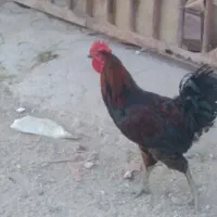 خروس جوان