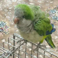 طوطی راهب سبز دستی