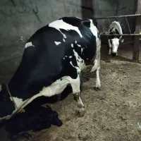 گوساله گاو افتاده کسل فروش خرید