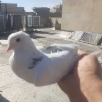 کفتر|پرنده|تهران, سلیمانی|دیوار