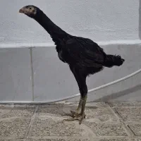 جوجه لاری در سنین مختلف