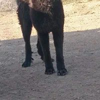سگ هفت پنچه