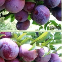 آلو شابلون درجه یک