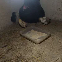 جوجه محلی یک ماه