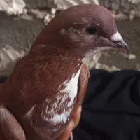 کفتر|حیوانات مزرعه|زابل, |دیوار