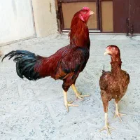 تخم مرغ لاری نطفه دار