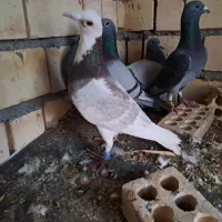 معاوضه بارنگی