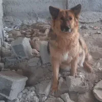 سگ ژرمن ماده نگهبان