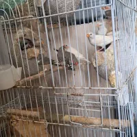 فنچ