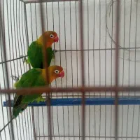 پرنده