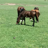 کره اسب|اسب و تجهیزات اسب‌سواری|مینودشت, |دیوار