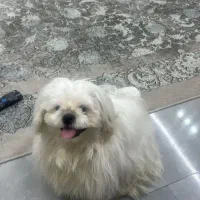 سگ شیتزو نر